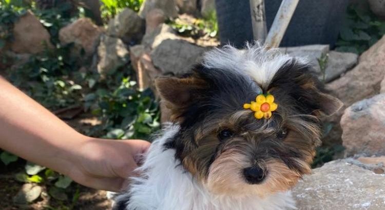 Biewer terrier cachorros