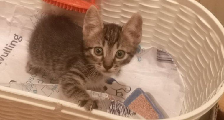 Gatitos para adopción