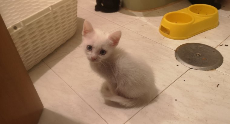 Gatitos para adopción