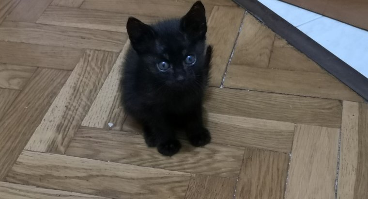 Gatitos para adopción