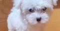 Adorable Maltese puppies for adoption