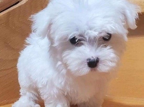 Adorable Maltese puppies for adoption