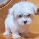 Adorable Maltese puppies for adoption