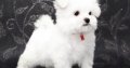 Adorable Maltese puppies for adoption