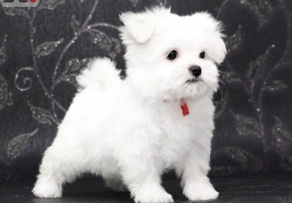 Adorable Maltese puppies for adoption