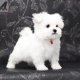 Adorable Maltese puppies for adoption