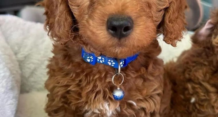 CAMADA CANICHE MACHOS Y HEMBRAS 655 13 05 82