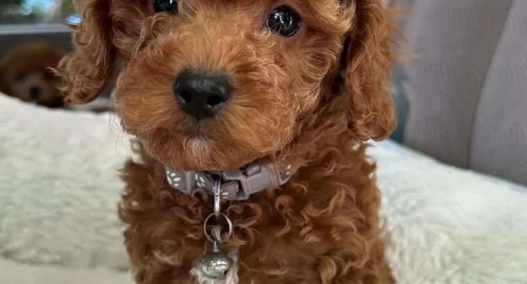 CAMADA CANICHE MACHOS Y HEMBRAS 655 13 05 82