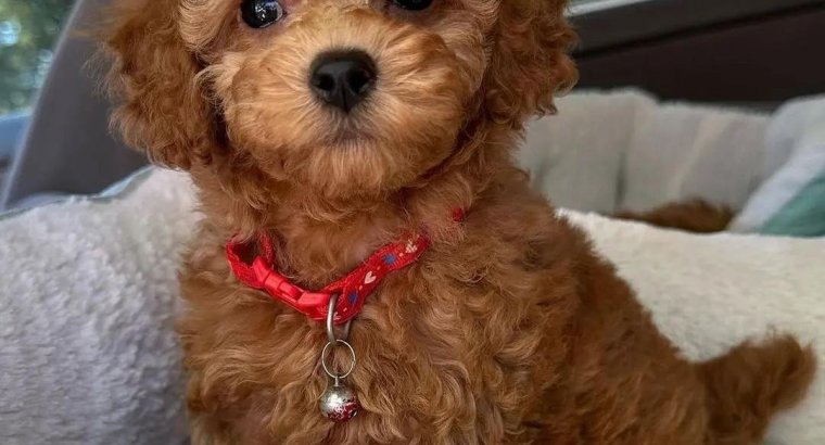 CAMADA CANICHE MACHOS Y HEMBRAS 655 13 05 82