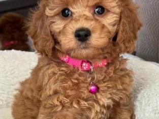 CAMADA CANICHE MACHOS Y HEMBRAS 655 13 05 82