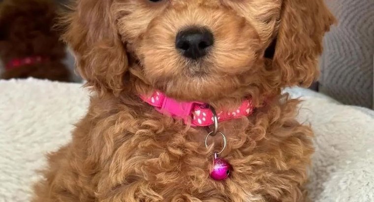 CAMADA CANICHE MACHOS Y HEMBRAS 655 13 05 82