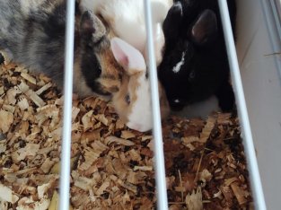 Camada de conejos belier