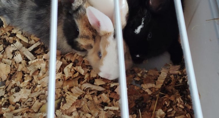 Camada de conejos belier