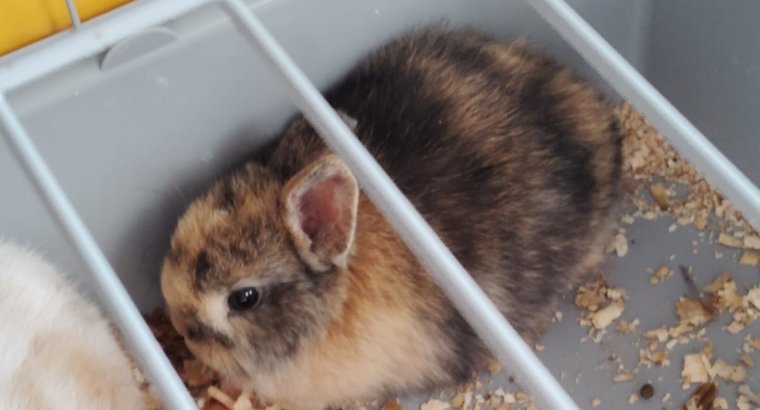 Camada de conejos belier